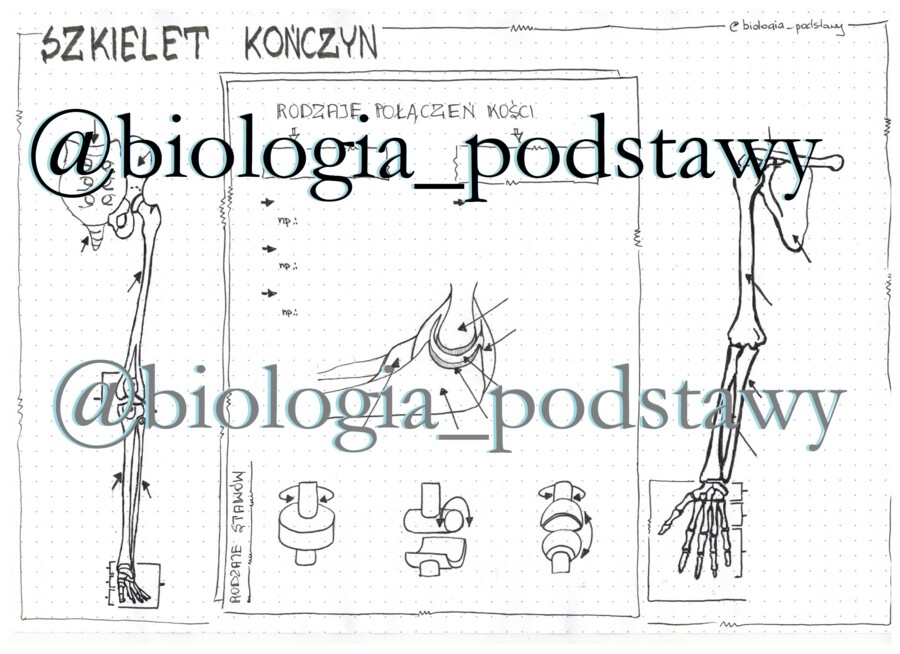 Klasa 7 - Szkielet kończyn i ich obręczy - KP