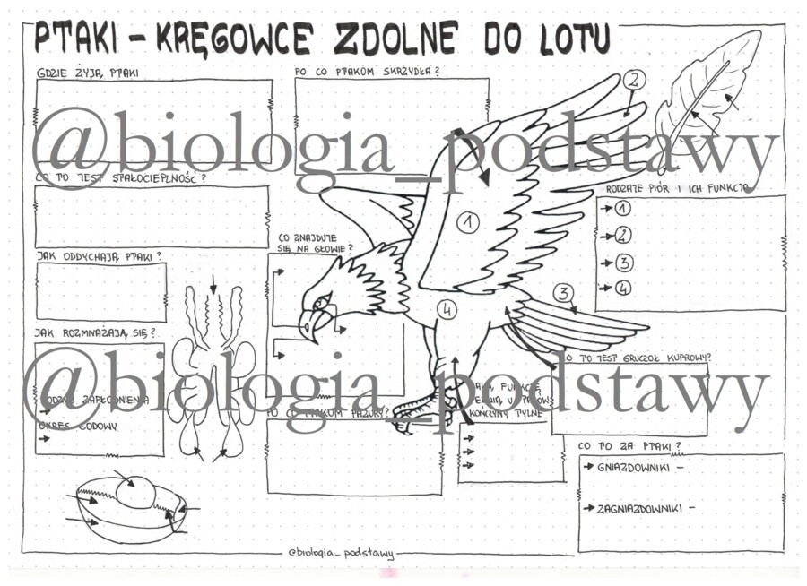 Ptaki - klasa 6 - sketchnotka
