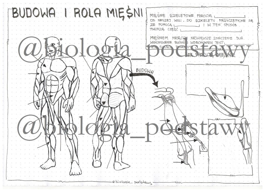 Klasa 7 - Budowa i rola mięśni - KP