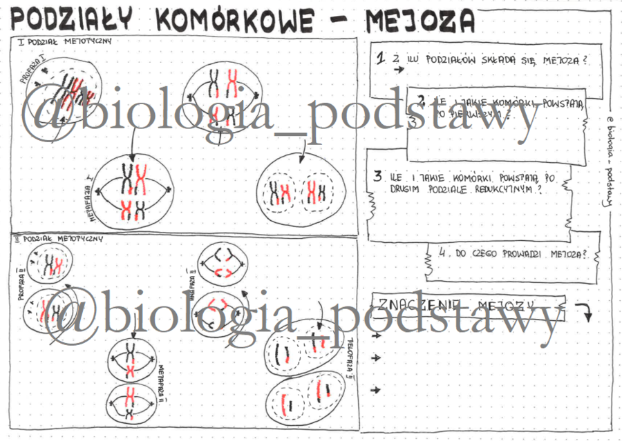 klasa 8 - podziały komórkowe - mejoza - sketchnotka