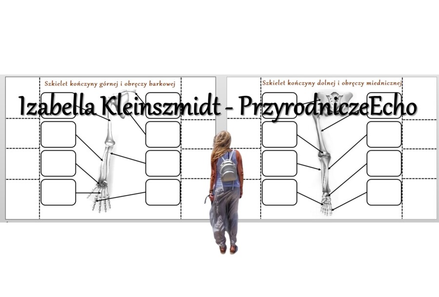 Notatki okienkowe „Szkielet kończyn i obręczy” – wykonane w power point do edycji. Biologia 7 . Temat „Szkielet kończyn i obręczy”, dział „Aparat ruchu”