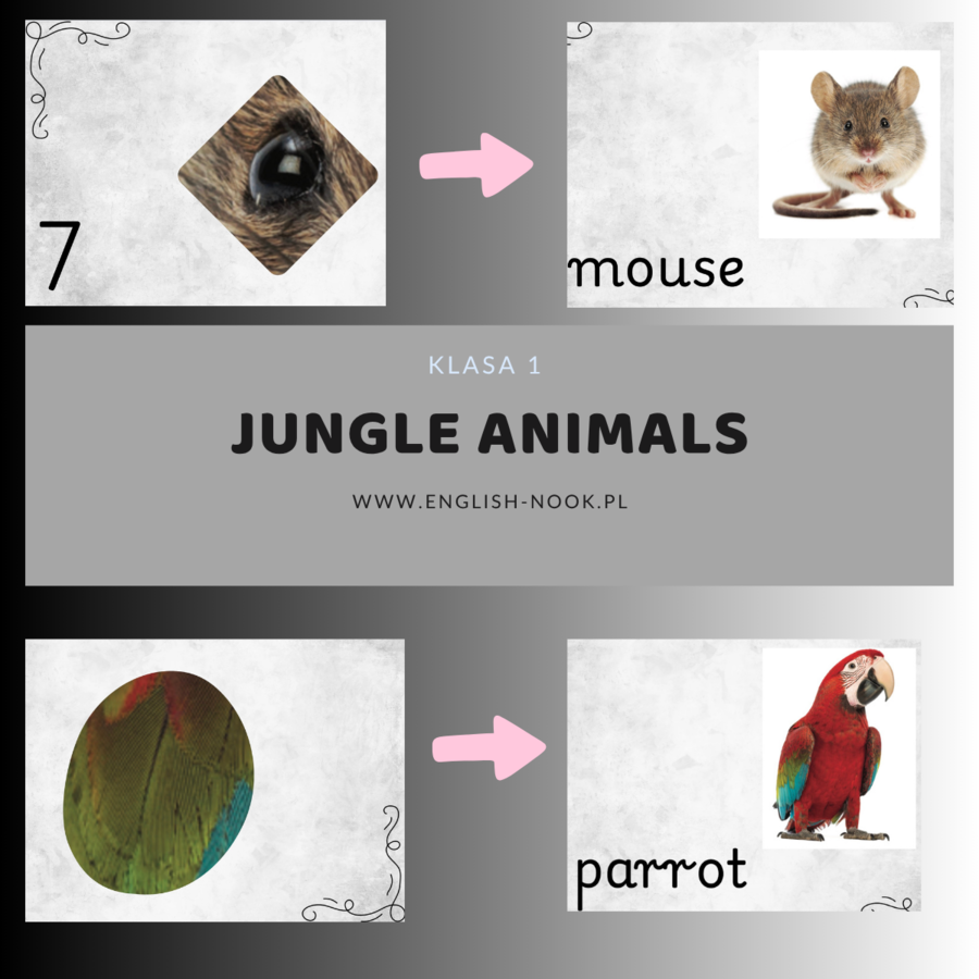 Jungle animals - zgadnij po fragmencie - zwierzęta w dżungli