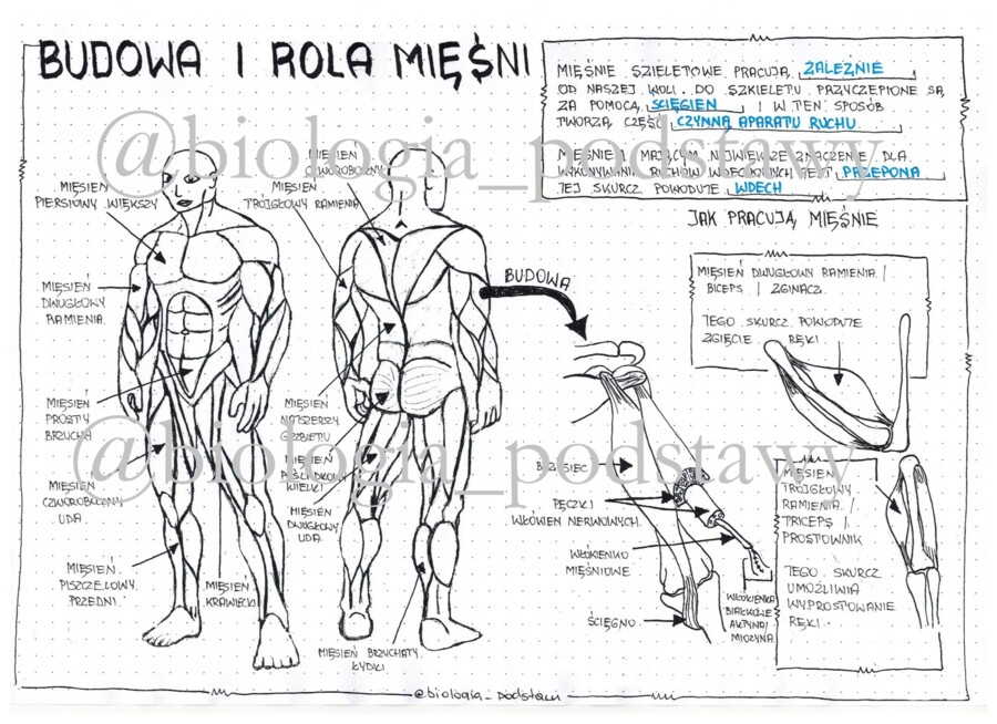Klasa 7 Budowa i rola mięśni - sketchnotka