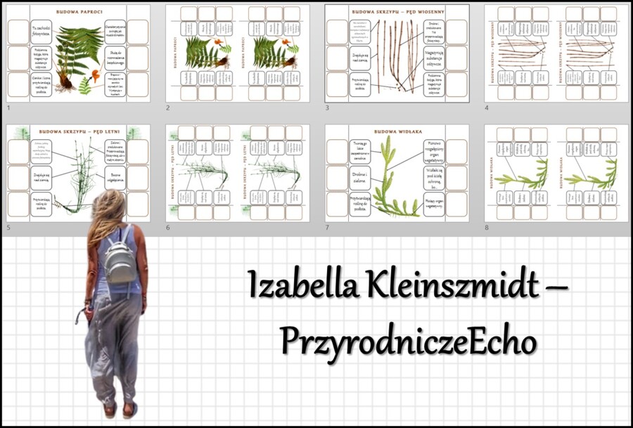 Notatki okienkowe „Budowa paproci”, "Budowa skrzypu", "Budowa widłaka" w pdf. „Paprotniki” w pdf. Biologia 5 dział „Różnorodność roślin”.