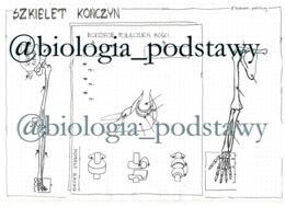 Klasa 7 - Szkielet kończyn i ich obręczy - KP