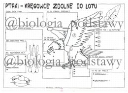 Ptaki - klasa 6 - sketchnotka