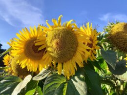 Rola autorytetu w życiu człowieka - konspekt godziny wychowawczej