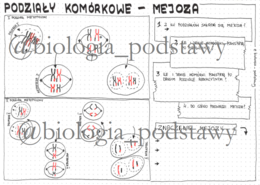 klasa 8 - podziały komórkowe - mejoza - sketchnotka
