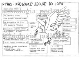 Klasa 6 - Ptaki - Sketchnotka