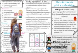 Sketchnotka - notatka „Dziedziczenie płci u człowieka” w pdf. Biologia 8; „GENETYKA”