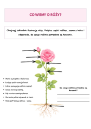 Róża i Jagoda – karty pracy dla dzieci | Czytanie, pisanie i prace plastyczne