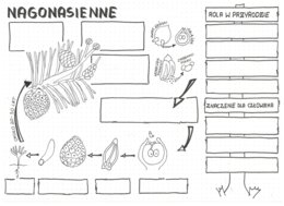 Nagonasienne - klasa 5 - sketchnotka KP