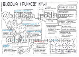 Klasa 7 - Budowa krwi - sketchnotka
