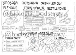 Klasa 5 - Sposoby oddychania organizmów - sketchnotka