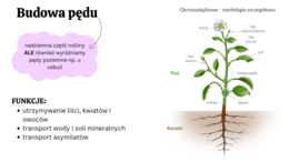 Pęd + liść 2 KLASA ROZSZERZENIE