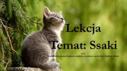 Ssaki - klasa 6 - prezentacja