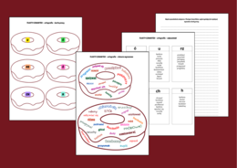 TŁUSTY CZWARTEK – CHMURA WYRAZOWA - ORTOGRAFIA – karta pracy – opowiadanie – wklejka + ODPOWIEDZI