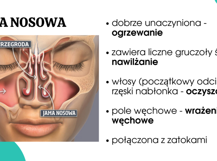 układ oddechowy KLASA 3 ROZSZERZENIE BIOLOGIA