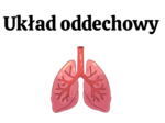 układ oddechowy KLASA 3 ROZSZERZENIE BIOLOGIA