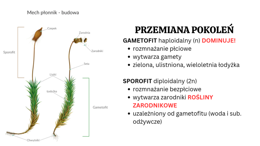 mchy + paprotniki 2 KLASA BIOLOGIA ROZSZERZONA