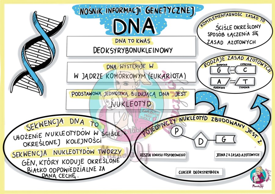 Nośnik informacji genetycznej - DNA - sketchnotka - klasa 8