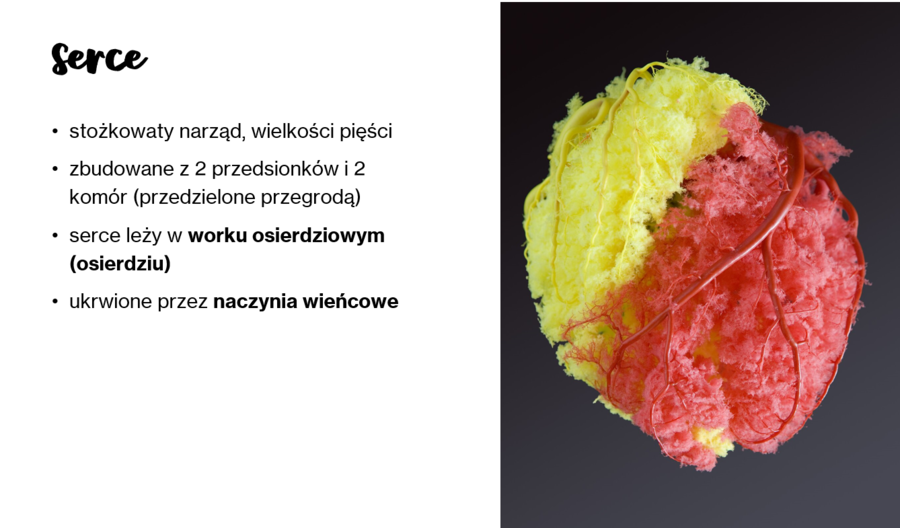 Układ krwionośny i limfatyczny KLASA 2 PODSTAWA BIOLOGIA