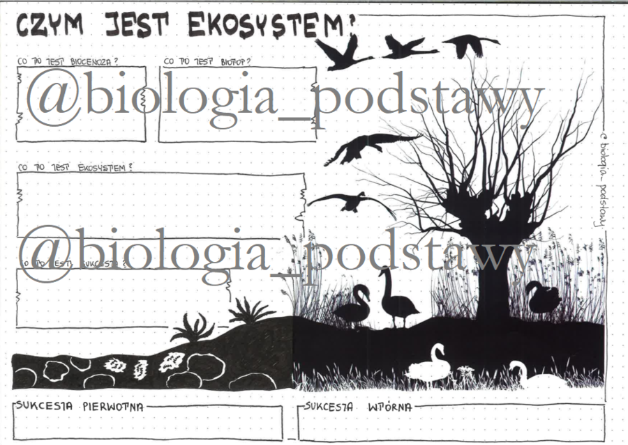 Klasa 8 - czym jest ekosystem? - KP