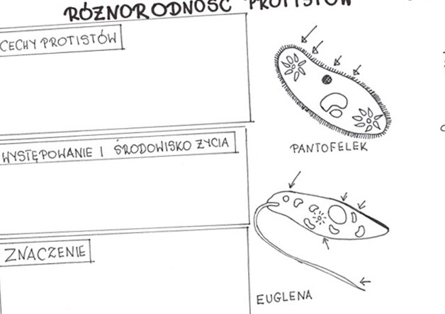 Różnorodność protistów (karta pracy)