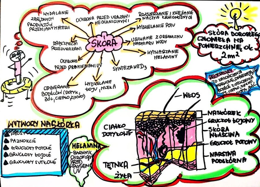Klasa 7. Biologia. Skóra (karta pracy kolorowa)