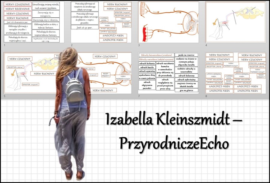 Materiał do zalaminowania/praca w grupach/stacje zadaniowe/układanka/puzzle okienkowa „Obwodowy układ nerwowy „Łuk odruchowy”, „Droga impulsu nerwowego” w pdf. Biologia 7 dział „Regulacja nerwowo - hormonalna”.
