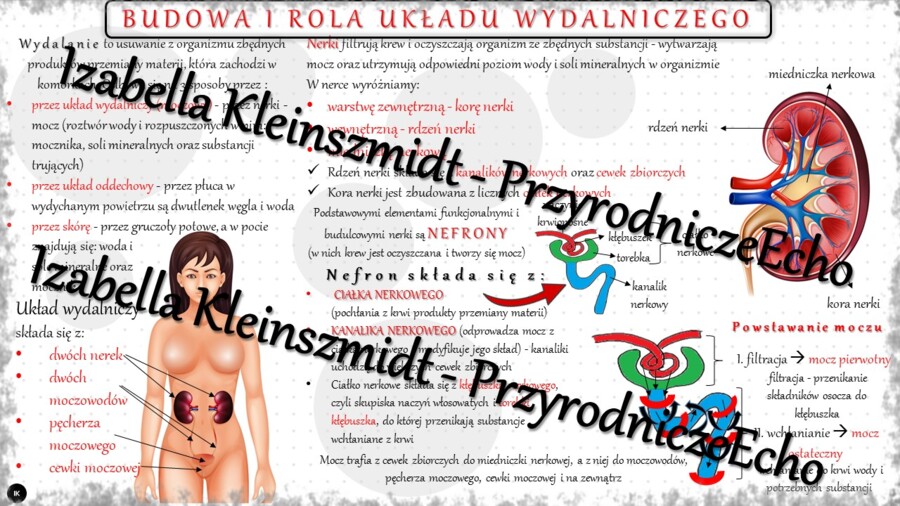 Sketchnotka - notatka „Budowa i działanie układu wydalniczego” wykonana w power point do edycji. Biologia 7; „Układ wydalniczy”
