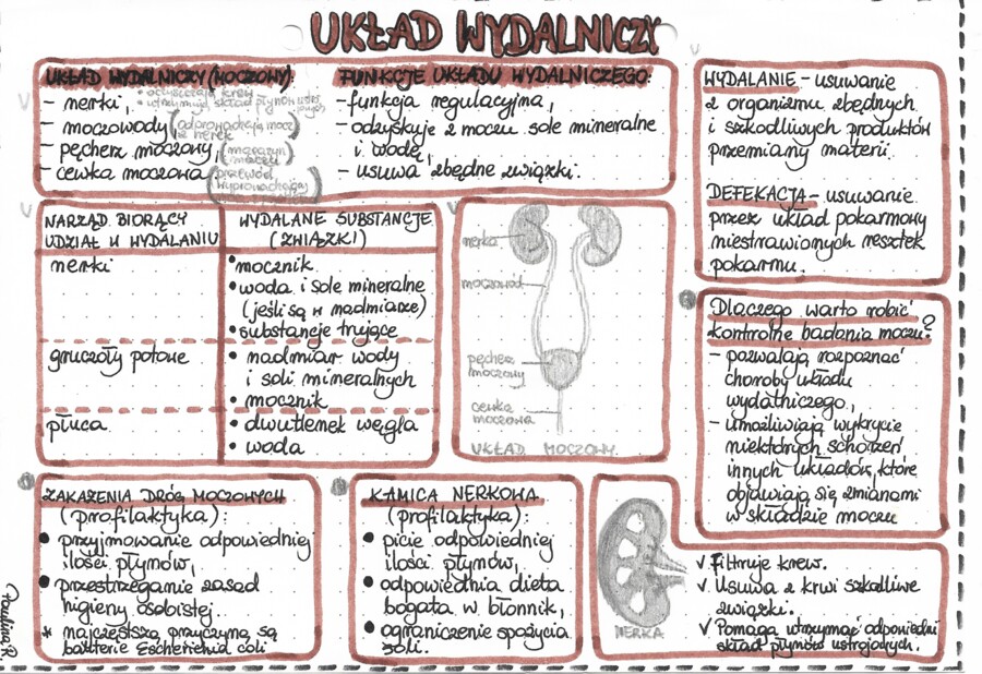 Układ wydalniczy - kolor - klasa 7