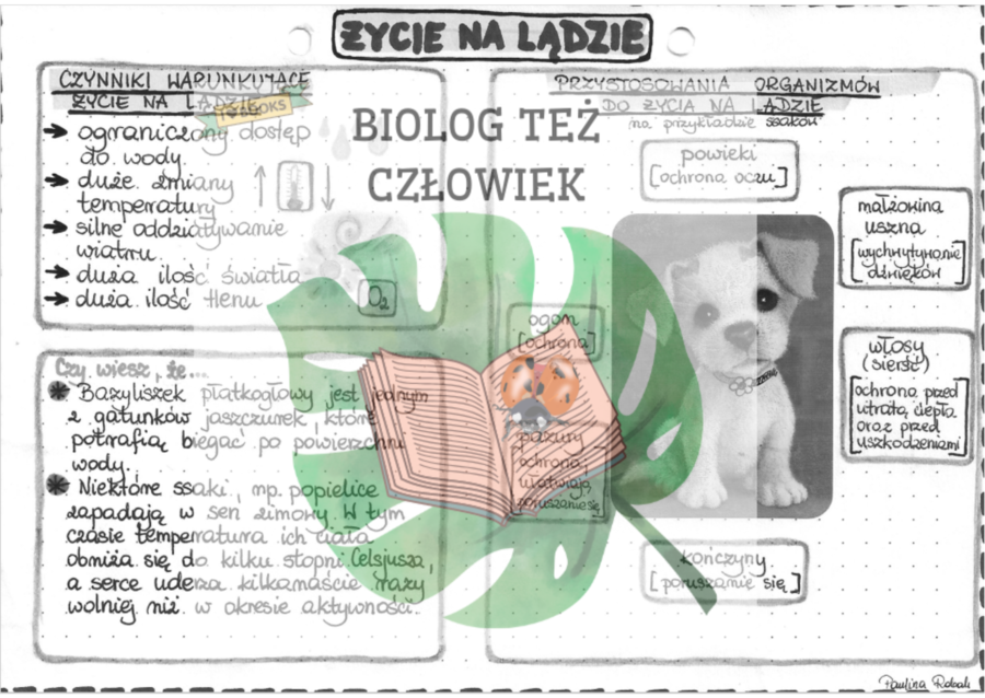 Życie na lądzie - szarość