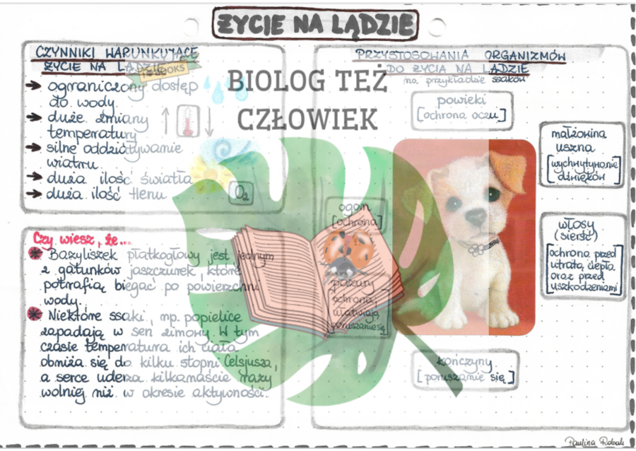 Życie na lądzie - kolor