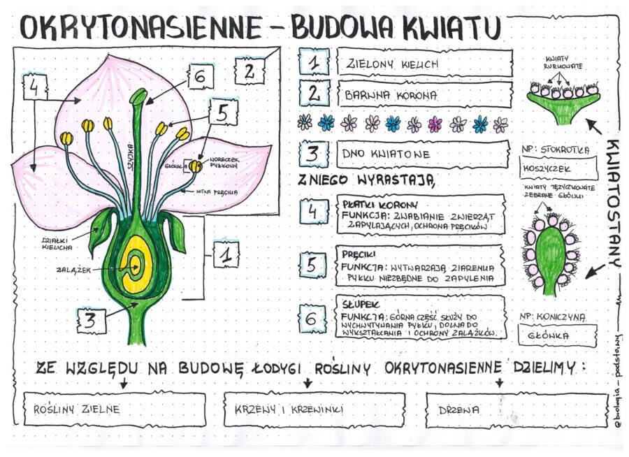 okrytonasienne - budowa kwiatu - klasa 5 - uzupełniona sketchnotka