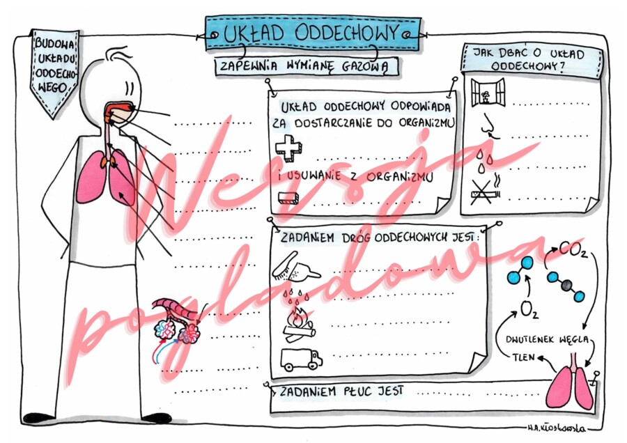 Układ oddechowy zapewnia wymianę gazową kl. 4