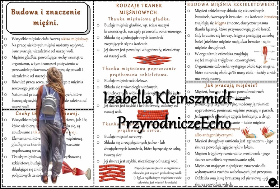 Książeczka/sketchnotka/notatka/wklejka/ściąga dla ucznia i przypomnienie dla nauczyciela/edukacja domowa. Temat „Budowa i rola mięśni” w pdf. Biologia 7, dział „Aparat ruchu”. Nowość 2024/2025.