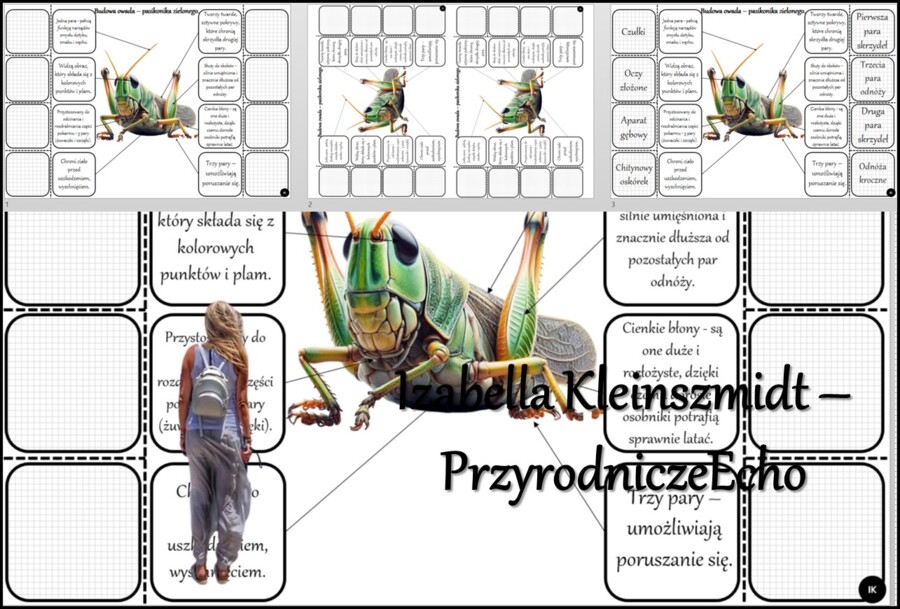 Notatka okienkowa/stacja zadaniowe/notatka interaktywna/notatka graficzna/karta pracy/sketchnotka „Budowa raka” w pdf. „Owady - stawonogi zdolne do lotu” - Biologia 6. Dział „Stawonogi i mięczaki”. Materiał wykonany na podstawie podręcznika z wydawnictwa