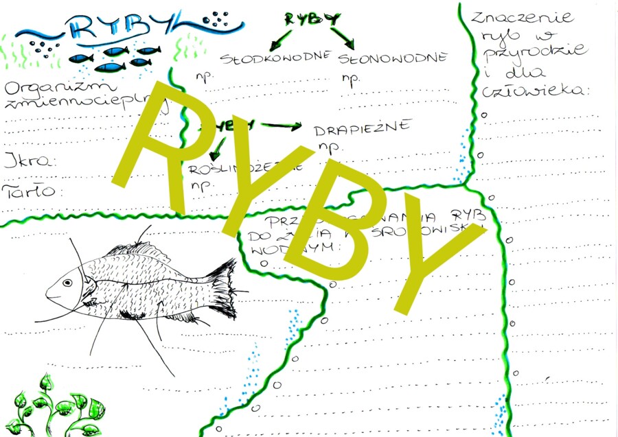 Ryby - sketchnotka