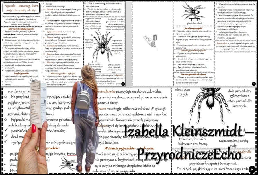 Książeczka/sketchnotka/notatka/wklejka/streszczenie dla ucznia i przypomnienie dla nauczyciela/edukacja domowa/materiał w pigułce. Temat „Pajęczaki – stawonogi, które mają cztery pary odnóży.” w pdf. Biologia 6, dział „Stawonogi i mięczaki”. Nowość 2024/