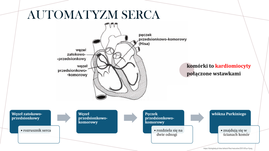 Funkcjonowanie układu krwionośnego KLASA 3 ROZSZERZENIE BIOLOGIA