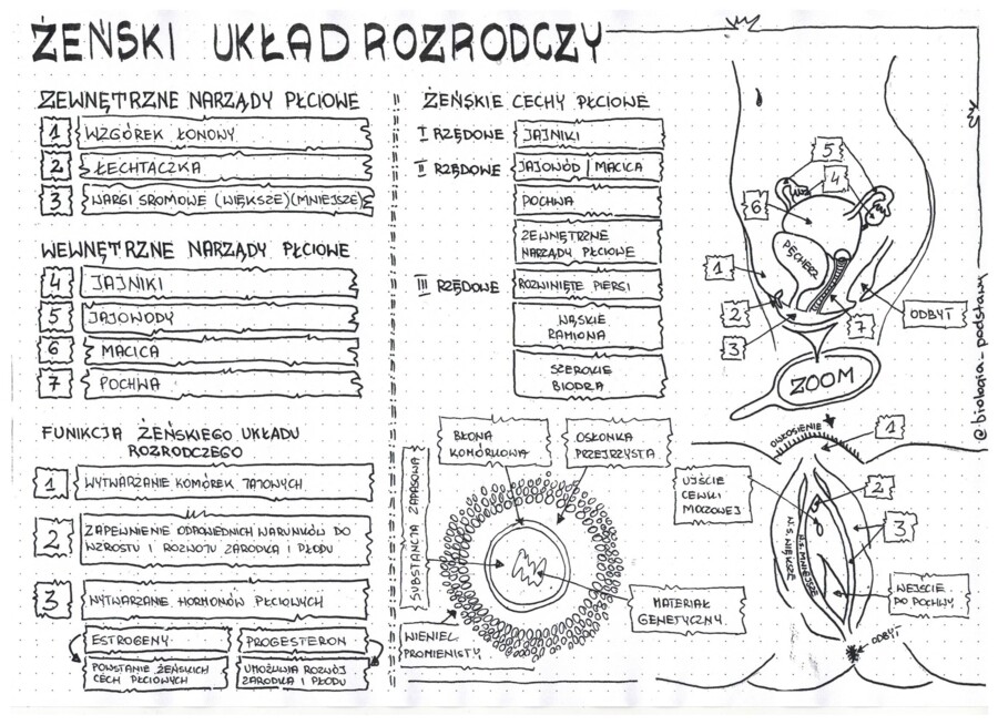 Żeński układ rozrodczy - klasa 7 - sketchnotka