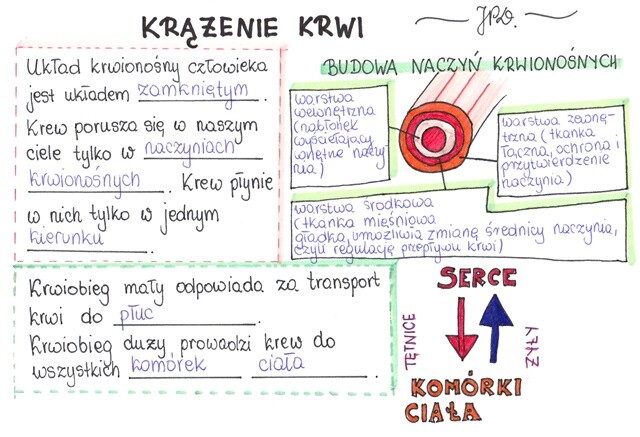 Krążenie krwi (sketchnotka)