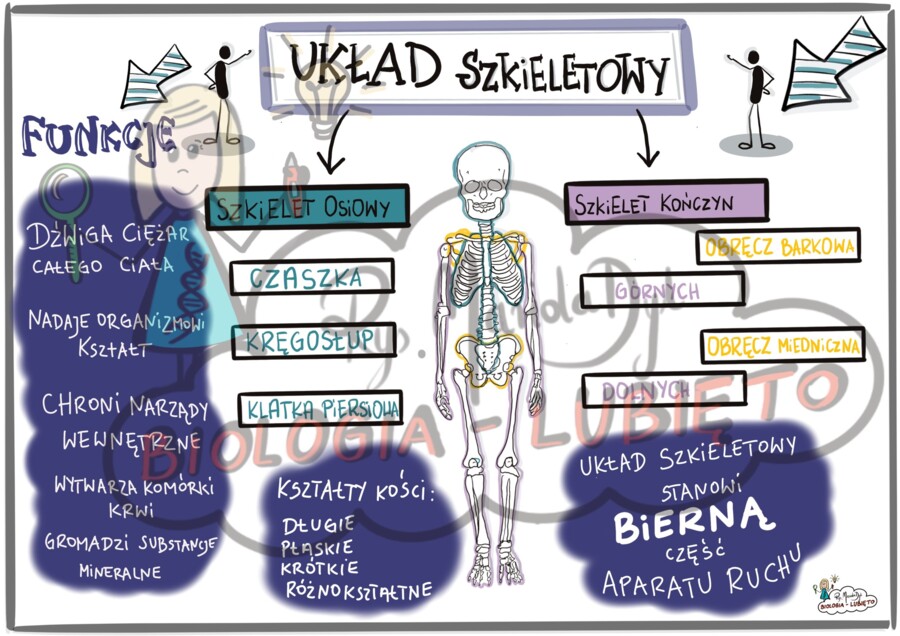 Układ szkieletowy. Klasa 7