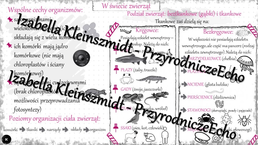 Sketchnotka - notatka „Królestwo zwierząt” wykonana w power point do edycji. Biologia 6; „Świat zwierząt”
