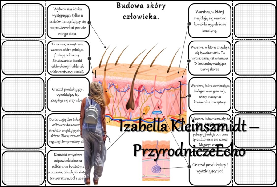 Notatka okienkowa/stacja zadaniowe/notatka/notatka graficzna/karta pracy/sketchnotka „Budowa skóry człowieka”, „Budowa i funkcje skóry” w pdf. Biologia 7 dział „Organizm człowieka. Skóra - powłoka organizmu”. Materiał wykonany na podstawie podręcznika z 