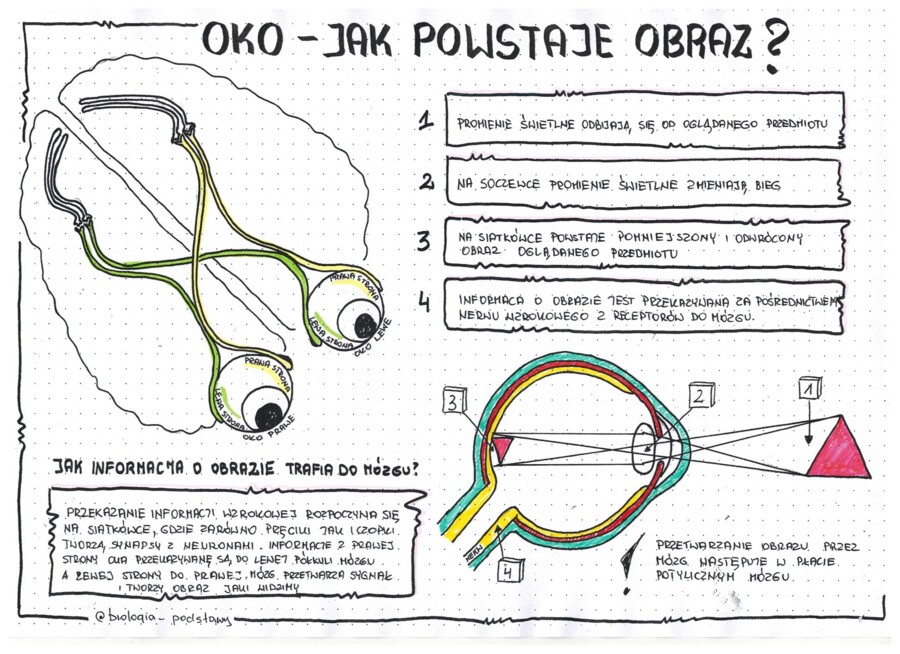 Oko - czyli jak powstaje obraz - klasa 7 - kolorowa sketchnotka uzupełniona