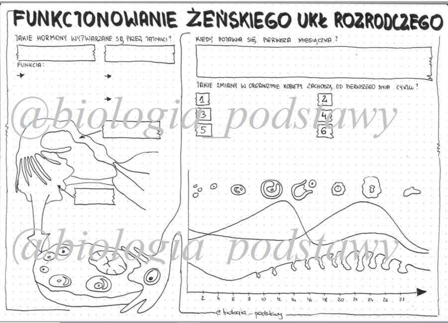 Klasa 7 - Funkcjonowanie żeńskiego układu rozrodczego - KP