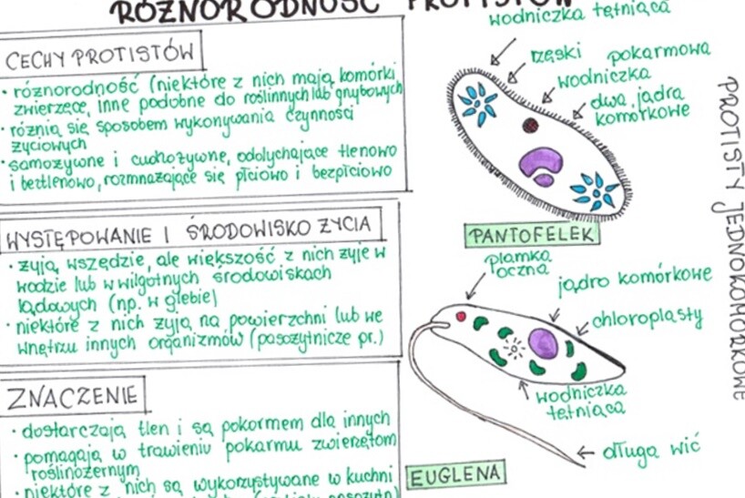 Różnorodność protistów (sketchnotka)