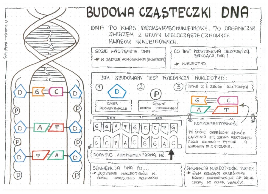 Klasa 8 - Budowa DNA - sketchnotka